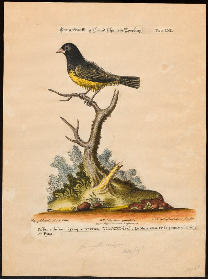 Gyrinorhynchus lineolus - 1700-1880 - Print - Iconographia Zoologica - Special Collections University of Amsterdam - UBA01 IZ16000169