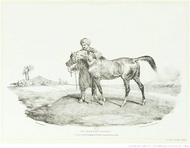 Géricault - An Arabian Horse, btv1b100289549