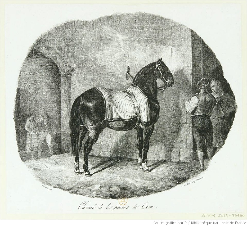 Géricault - Cheval de la plaine de Caen, btv1b100291893