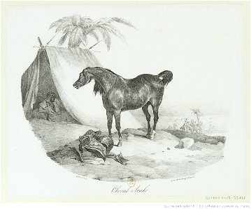 Géricault - Cheval Arabe, btv1b10028696q