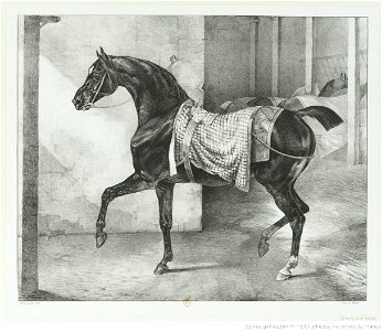 Géricault - Cheval noir attaché dans une écurie, btv1b100284781