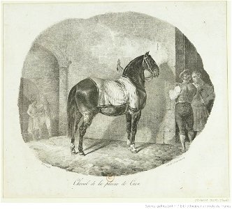 Géricault - Cheval de la plaine de Caen, btv1b10028047t