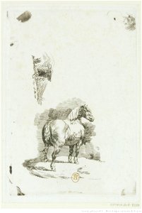 Géricault - Cheval gris pommelé, btv1b100291535