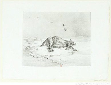 Géricault - Le cheval mort, 1er état, btv1b10028615z