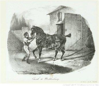 Géricault - Cheval de Mecklembourg, btv1b10028764z