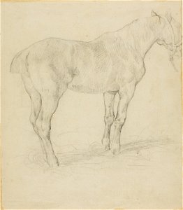 Géricault - Standing Horse, 1818-19