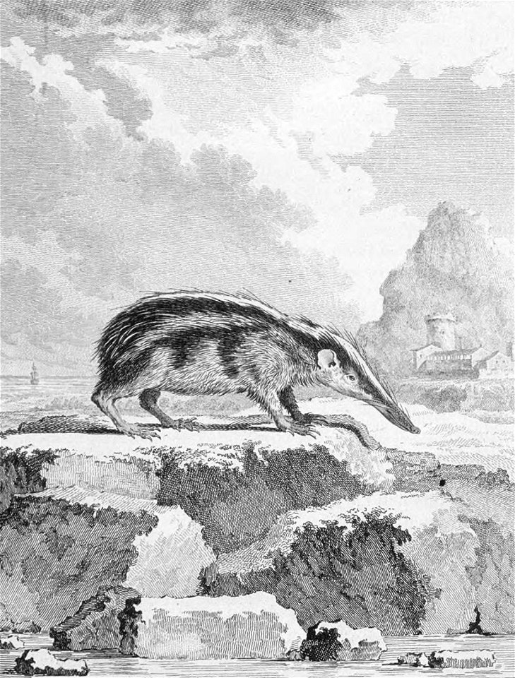 H semispinosus Buffon 1776