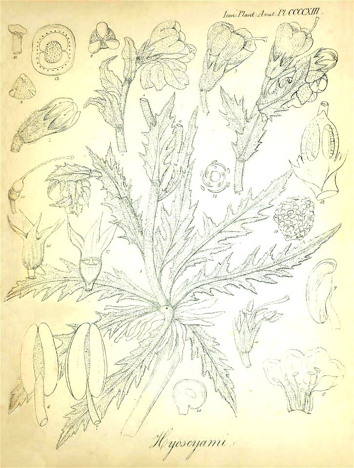 H.squarrosus-illustr-1