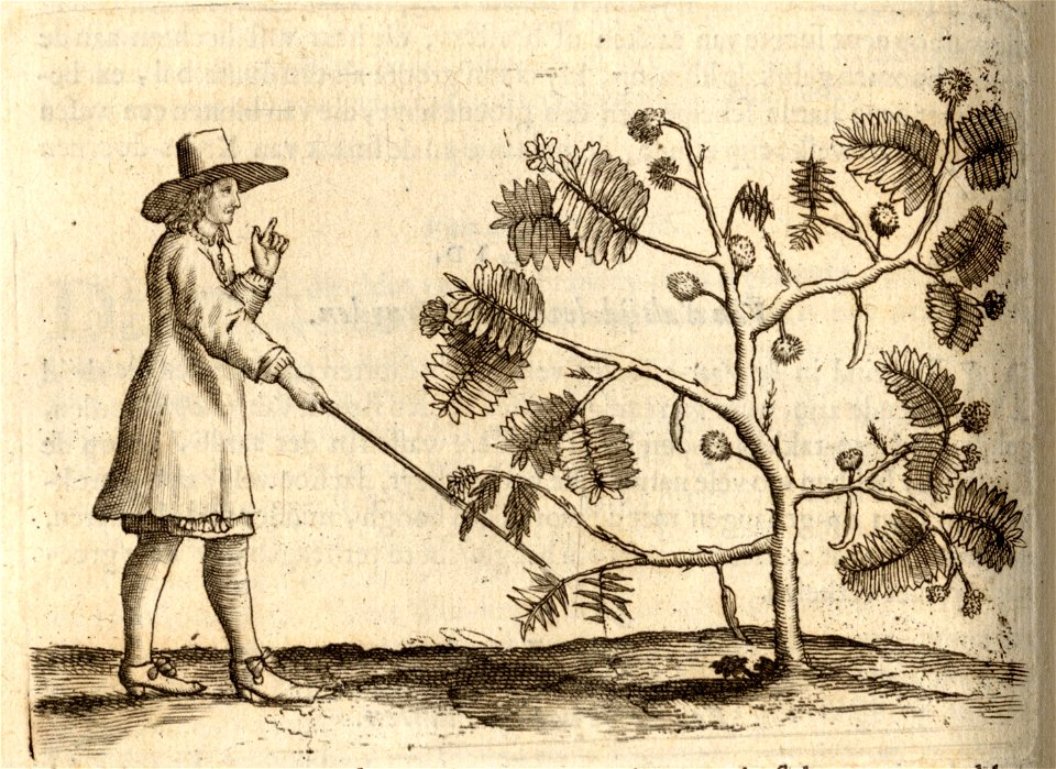 Haastvel Kruyd dat leven heeft - BNA-DIG-KOSTBARE-0427-028
