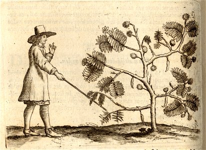 Haastvel Kruyd dat leven heeft - BNA-DIG-KOSTBARE-0427-028