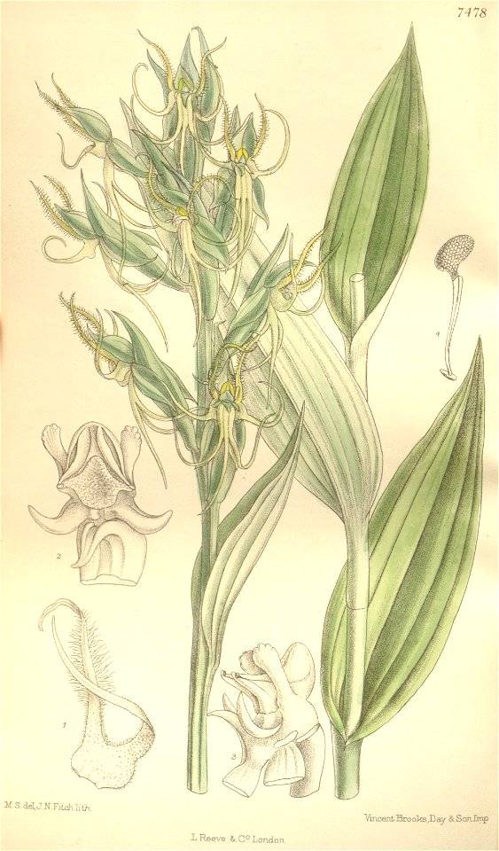 Habenaria elwesii - Curtis' 122 (Ser. 3 no. 52) pl 7478 (1896)