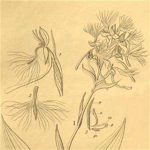 Habenaria medusa-Centrostigma occultans (as Habenaria schlechteri and Habenaria occultans) - Xenia 3-286 (1896) - cropped 1