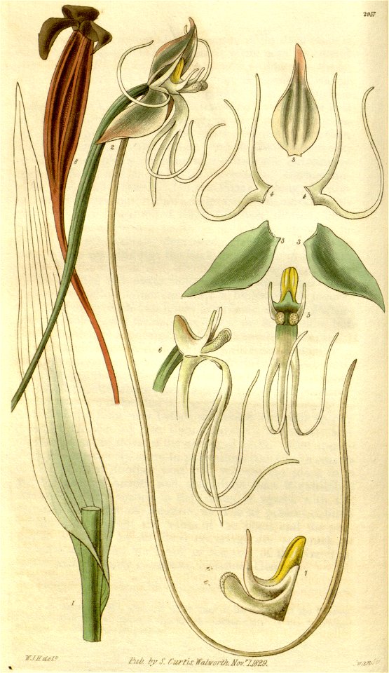 Habenaria longicauda - Curtis' 57 (N.S. 4) pl. 2957 (1830)