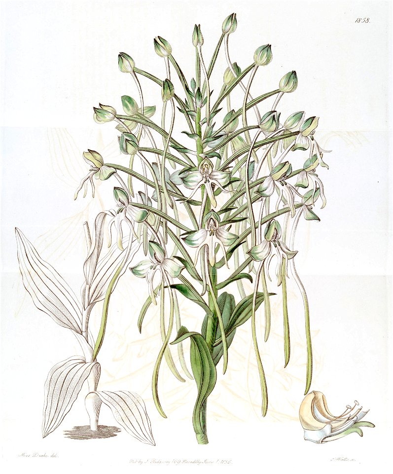 Habenaria procera - Edwards vol 22 pl 1858 (1836)