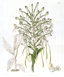 Habenaria procera - Edwards vol 22 pl 1858 (1836). Free illustration for personal and commercial use.