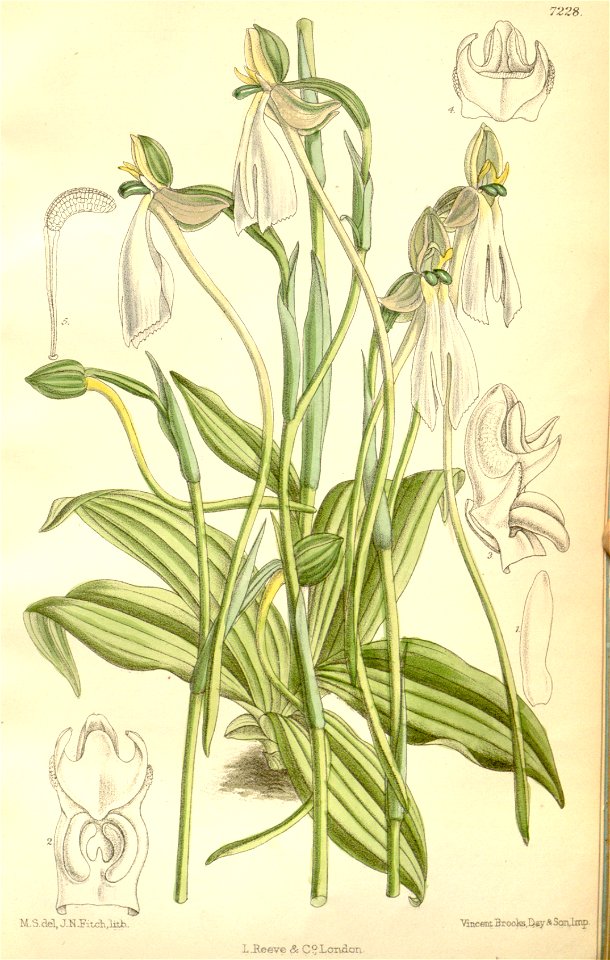 Habenaria longicorniculata (as Habenaria longicalcarata, spelled longecalcarata) - Curtis' 118 (Ser. 3 no. 48) pl. 7228 (1892)