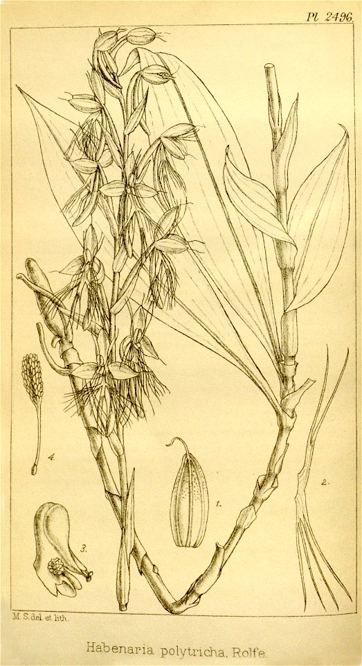 Habenaria polytricha - Hooker's Icones Plantarum vol. 25 pl. 2496 (1896). Free illustration for personal and commercial use.
