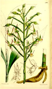 Habenaria salaccensis - Curtis' 86 (Ser. 3 no. 16) pl. 5196 (1860). Free illustration for personal and commercial use.