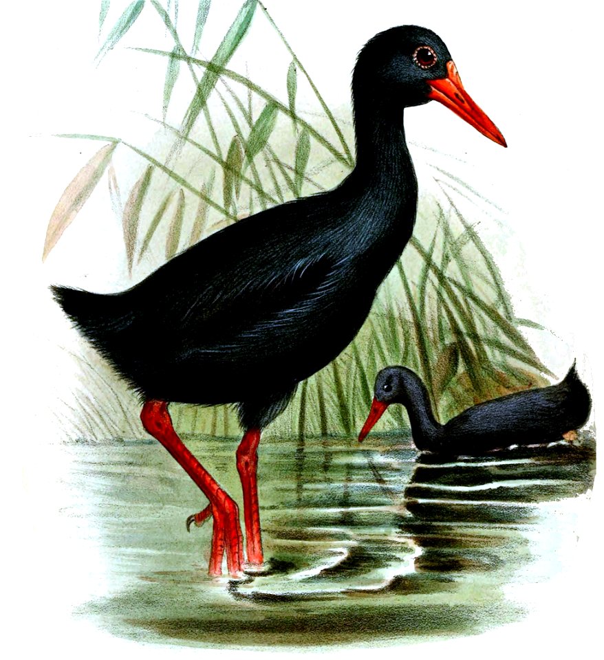 HabroptilaWallaciiWolf (cropped)