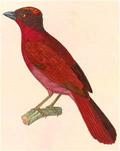 Habia rubica rubica 1838