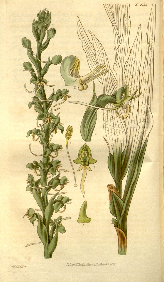 Habenaria leptoceras - Curtis' 54 (N.S. 1) pl. 2726 (1827)