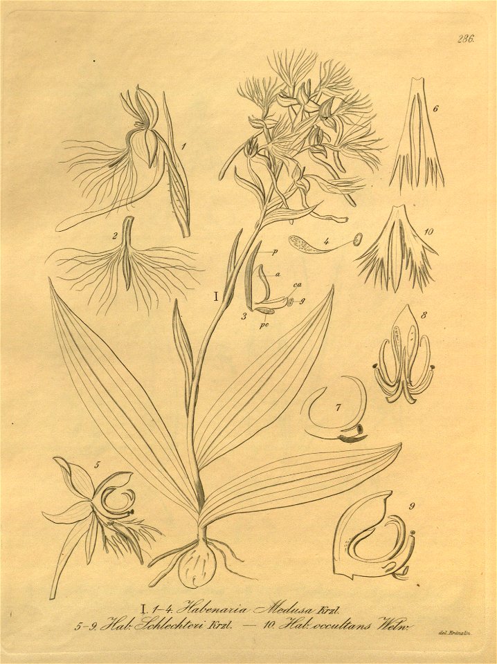 Habenaria medusa-Centrostigma occultans (as Habenaria schlechteri and Habenaria occultans) - Xenia 3-286 (1896)