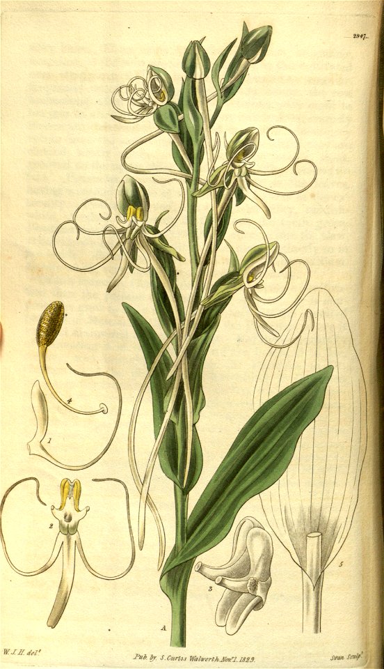 Habenaria quinqueseta var. macroceratitis (as Habenaria macroceras) - Curtis' 56 (N.S. 3) pl. 2947 (1829)