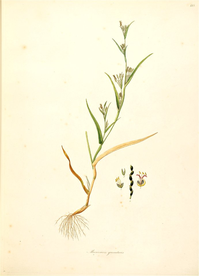 Hackelochloa granularis Roxburgh 1798 2-118