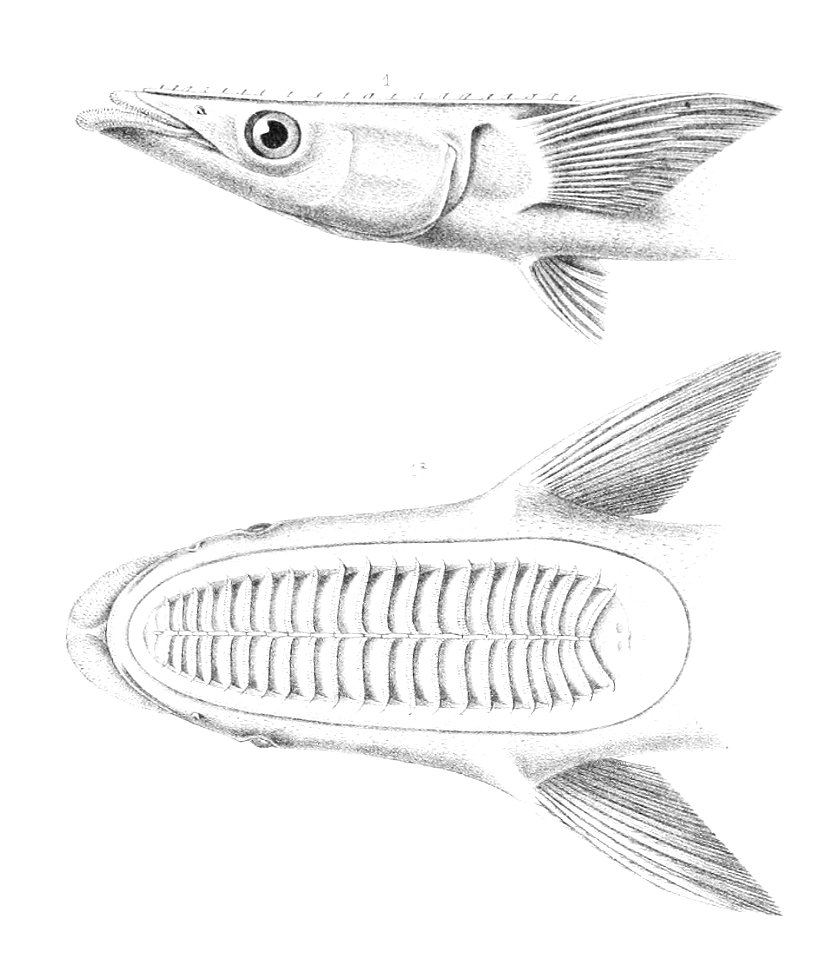 Echeneis naucrates, Alfred Grandidier, 1885
