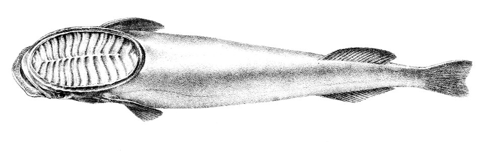 Echeneis albescens Ford 57
