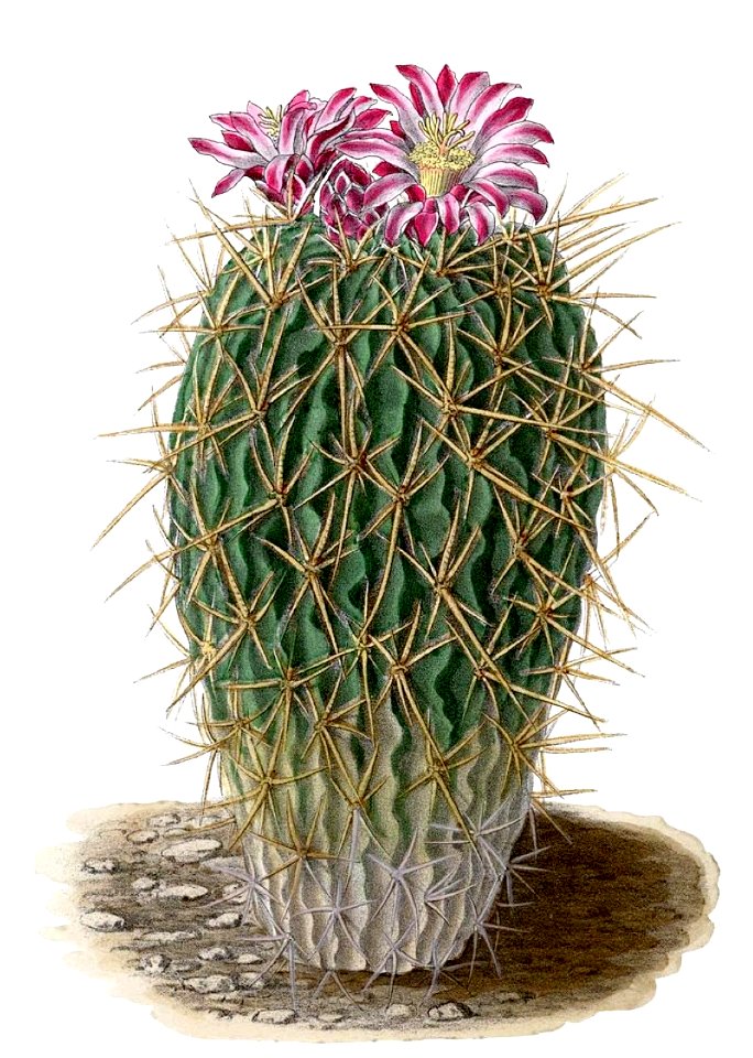 Echinocactus BlKakteenT159