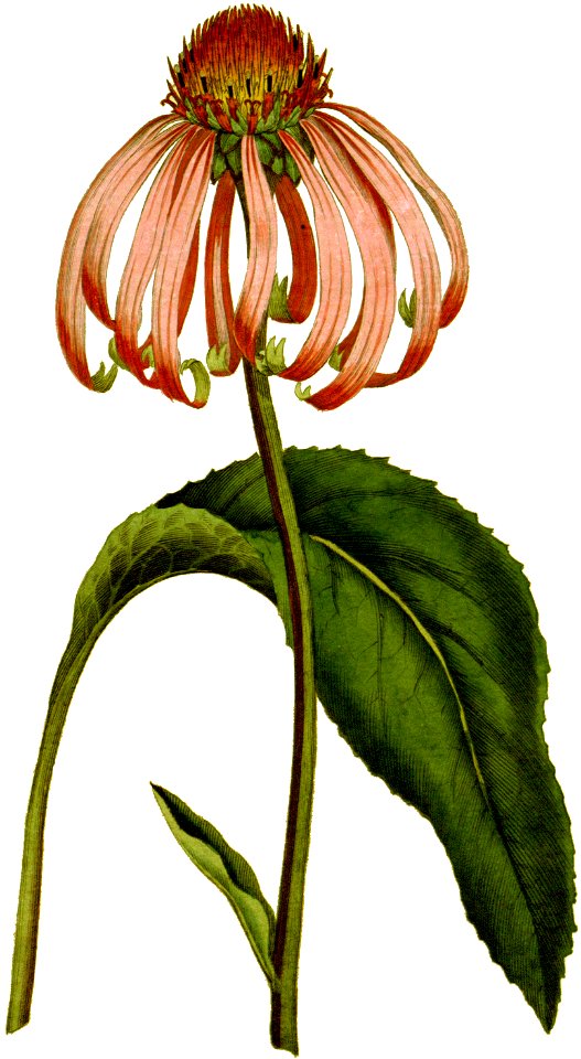 Echinacea purpurea-1787