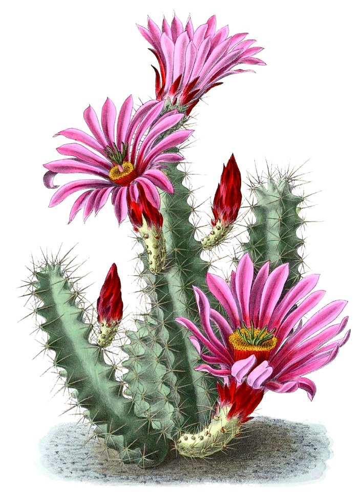 Echinocereus enneacanthus ssp brevispinus BlKakteenT70