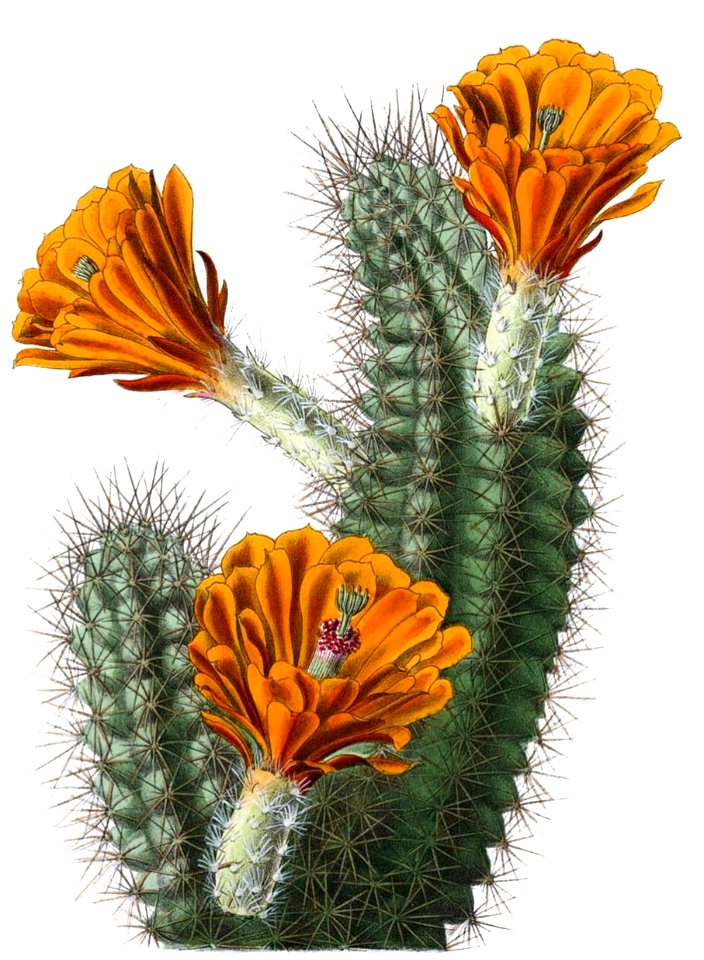 Echinocereus polyacanthus BlKakteenT66