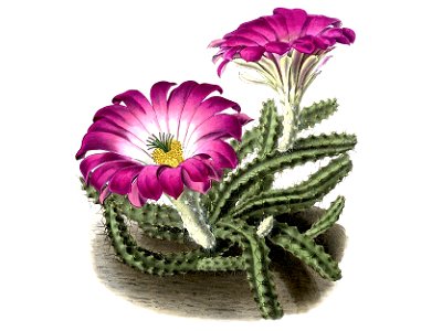 Echinocereus pentalophus pentalophus pm