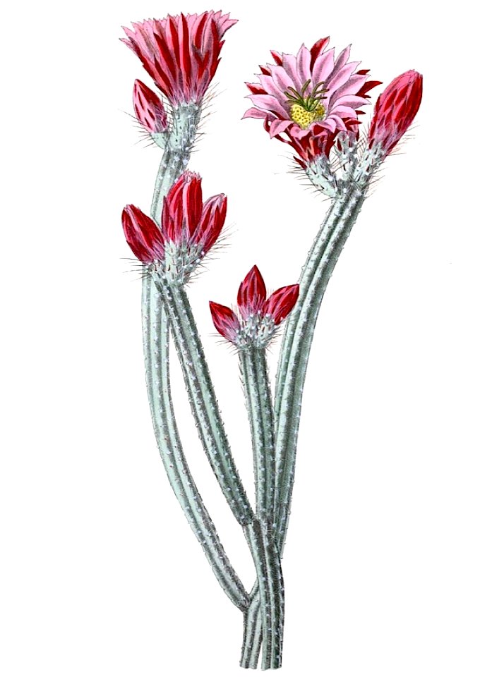 Echinocereus poselgeri pm