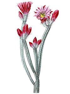 Echinocereus poselgeri pm