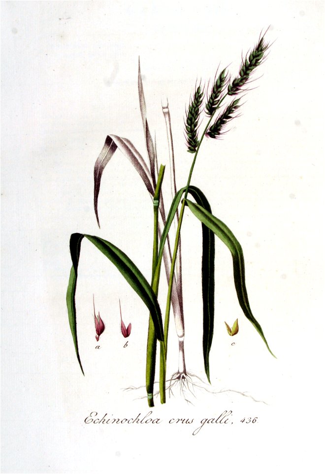 Echinochloa crus-galli — Flora Batava — Volume v6