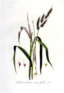 Echinochloa crus-galli — Flora Batava — Volume v6