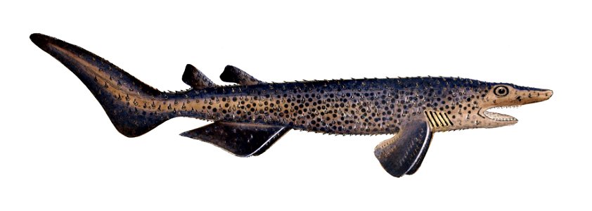 Echinorhinus brucus Gervais