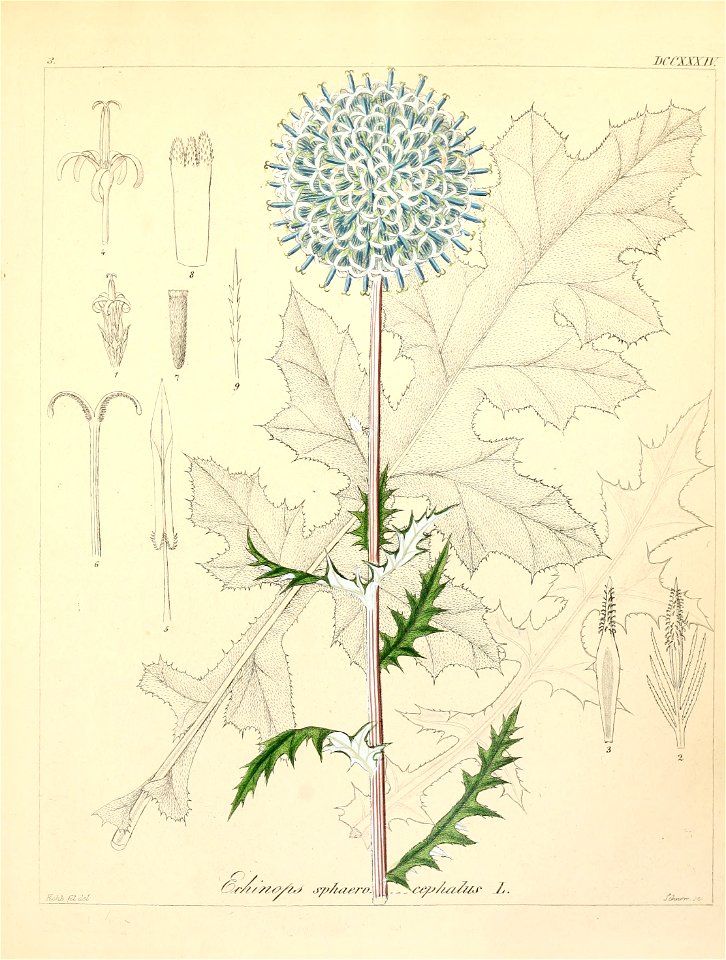 Echinops sphaerocephalus ssp sphaerocephalus