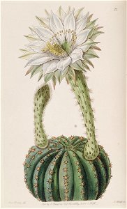 Echinopsis eyriesii (Echinocactus eyriesii var. glaucus) Edwards's Bot. Reg. 24 31. 1838