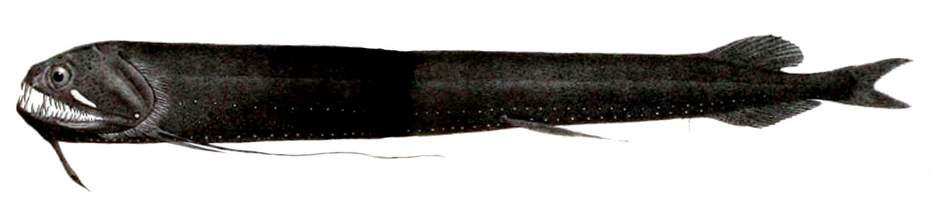 Echiostoma barbatum1