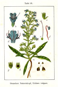 Echium vulgare Sturm11021