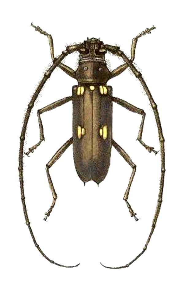 Eburia fuliginea