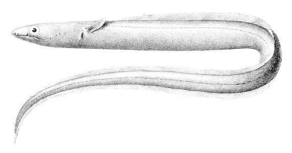 Echelus pachyrhynchus1