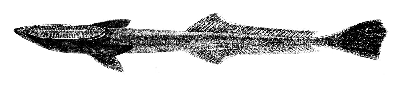 Echeneis neucrates Ford 47