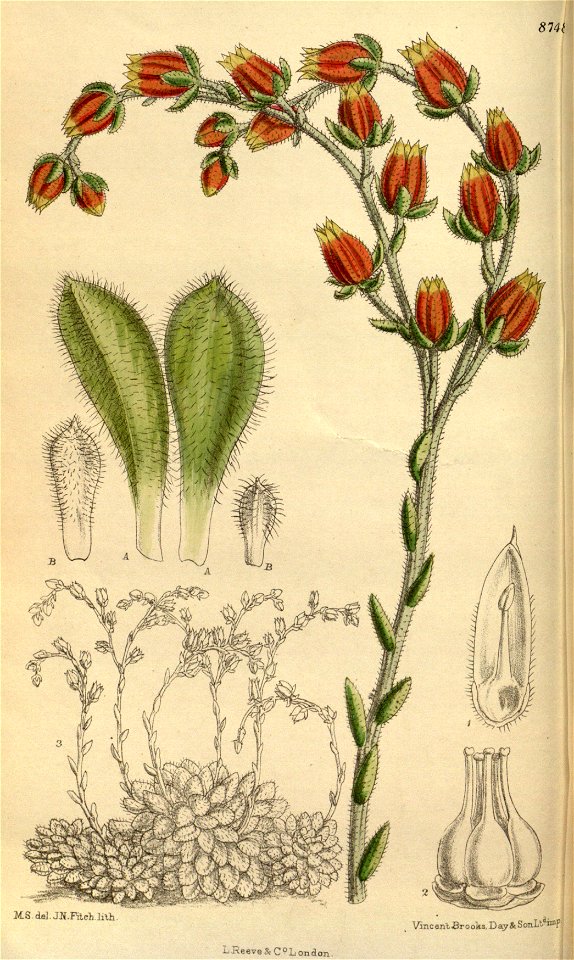 Echeveria setosa 144-8748