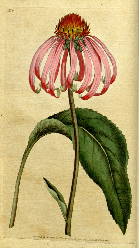 Echinacea purpurea - 001x