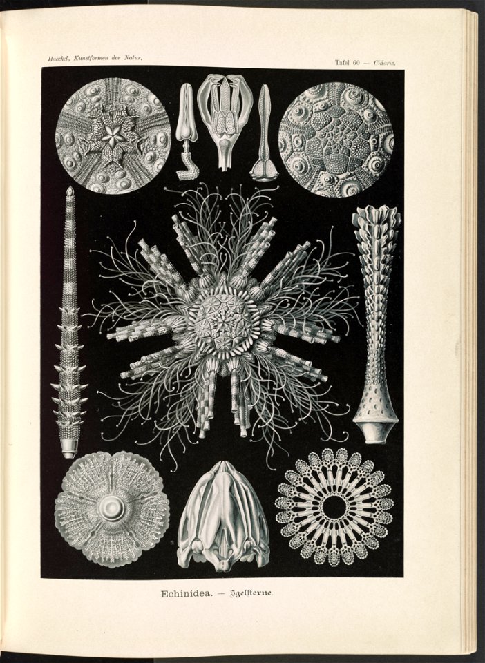 Echinidea. - Igelsterne LCCN2015648942